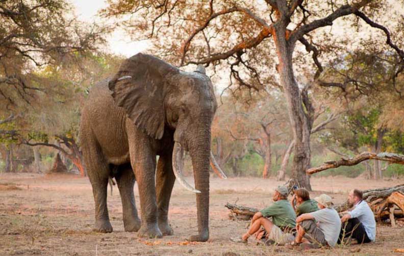 Goliath Camp - Mana Pools Mana Pools National Park safari Zimbabwe